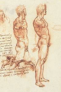 Leonardo: studio di uomo